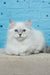 Tatushie | Siberian Kitten