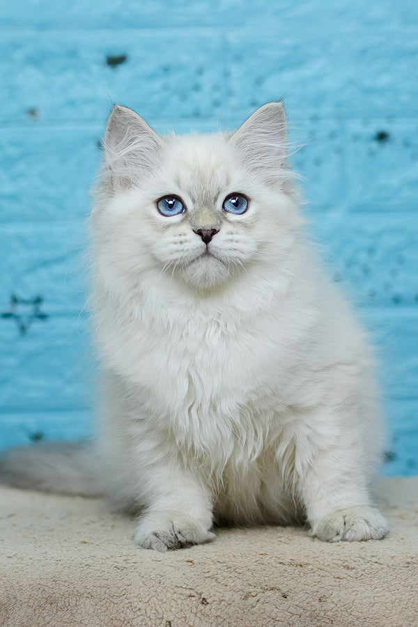 Tatushie | Siberian Kitten