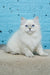 Tatushie | Siberian Kitten