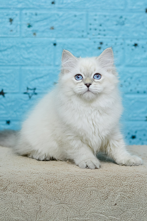 Tatushie | Siberian Kitten