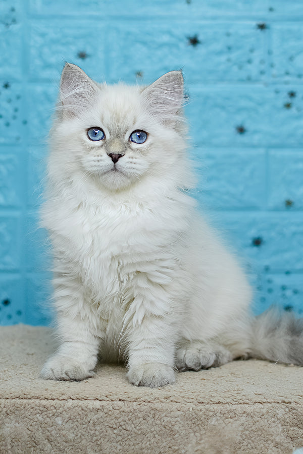 Tatushie | Siberian Kitten