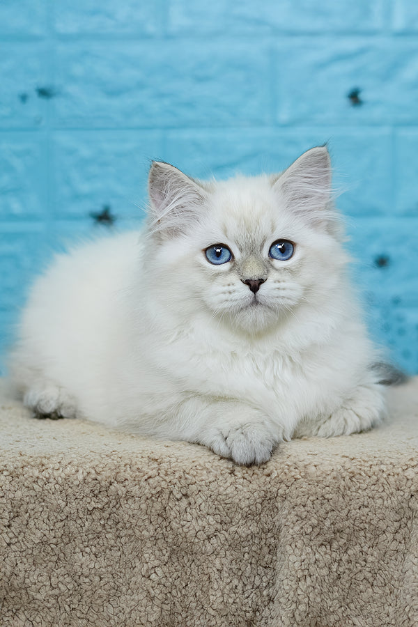 Tatushie | Siberian Kitten