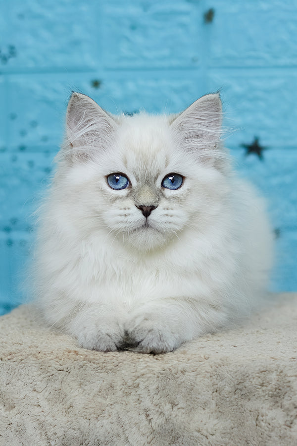 Tatushie | Siberian Kitten