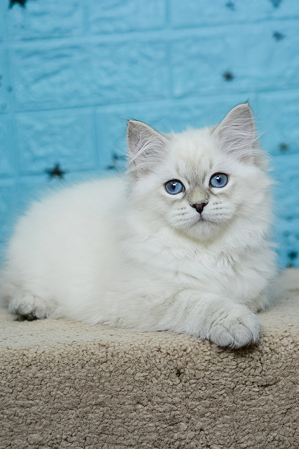 Tatushie | Siberian Kitten