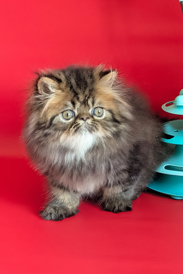 Loki | Persian Kitten