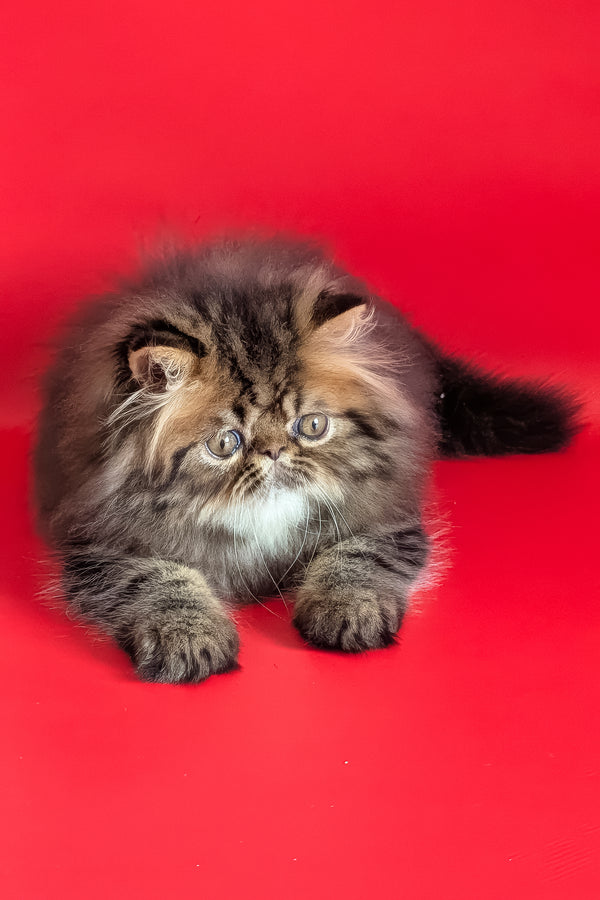 Loki | Persian Kitten