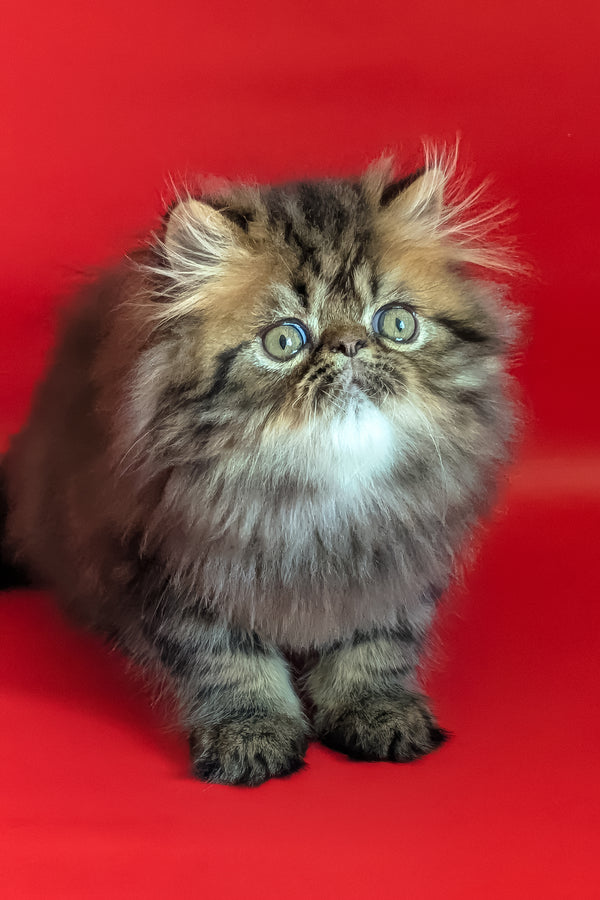 Loki | Persian Kitten