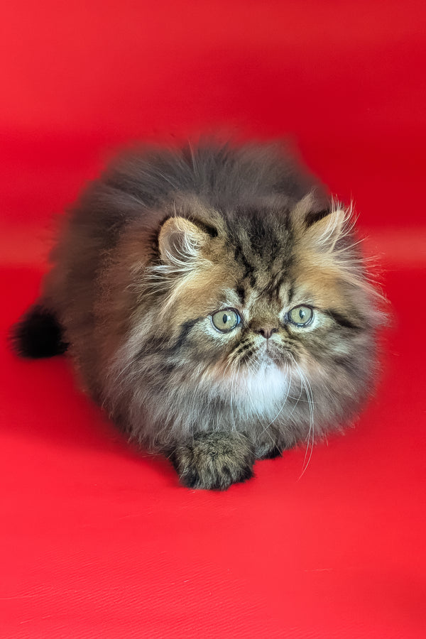 Loki | Persian Kitten