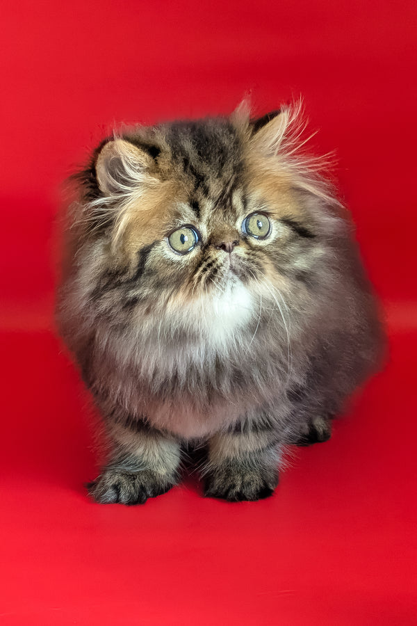 Loki | Persian Kitten