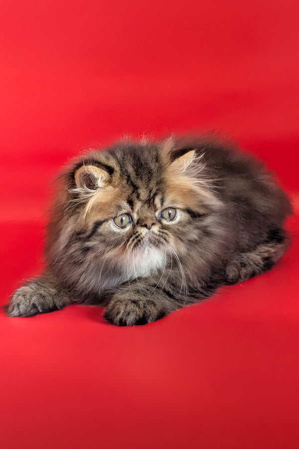 Loki | Persian Kitten