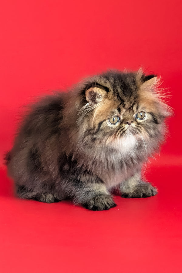 Loki | Persian Kitten