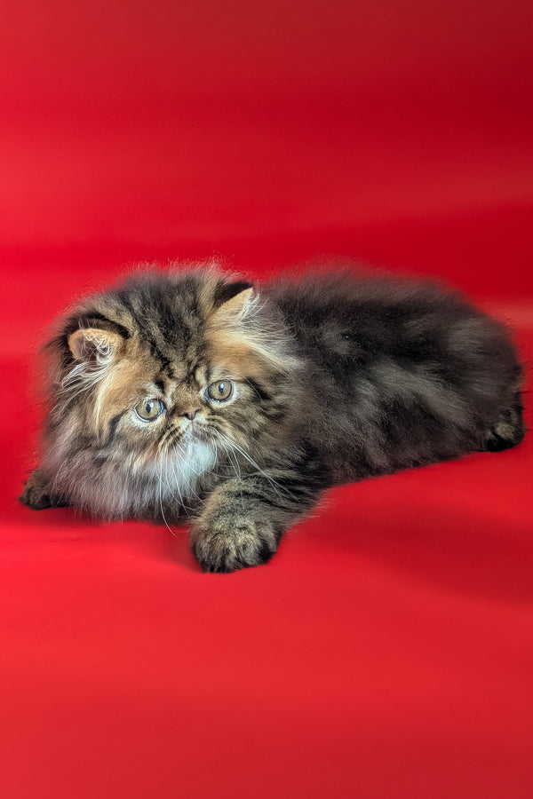 Loki | Persian Kitten