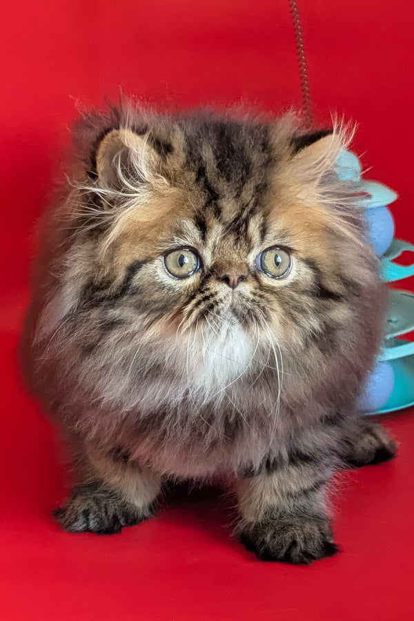 Loki | Persian Kitten