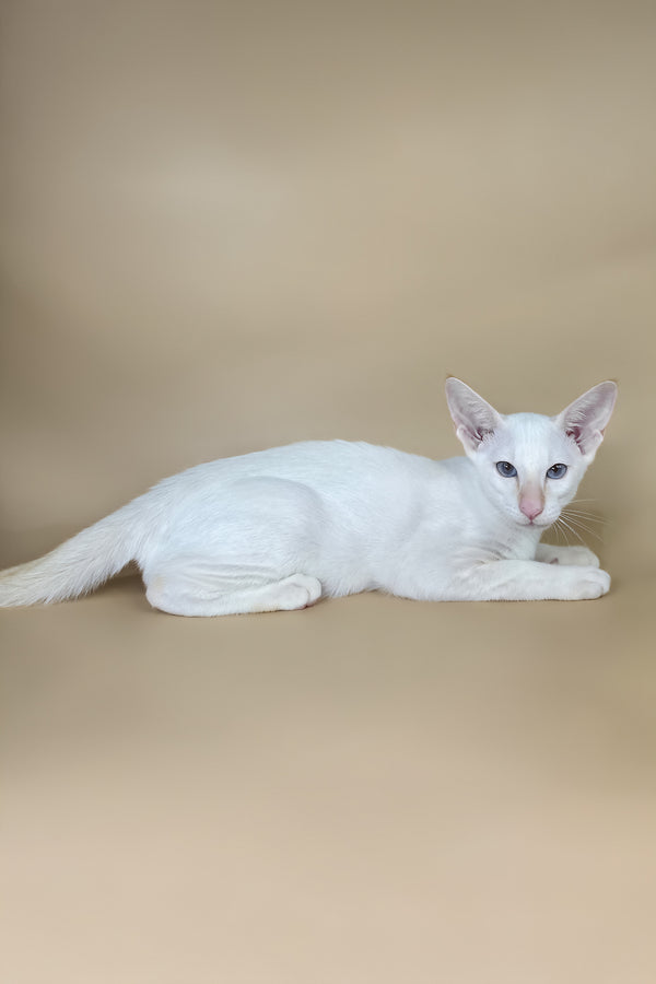 Eclair | Oriental Shorthair Kitten