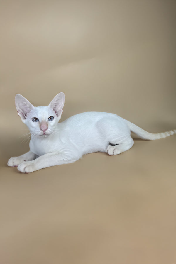 Eclair | Oriental Shorthair Kitten