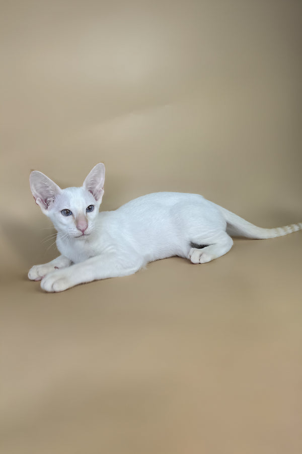 Eclair | Oriental Shorthair Kitten
