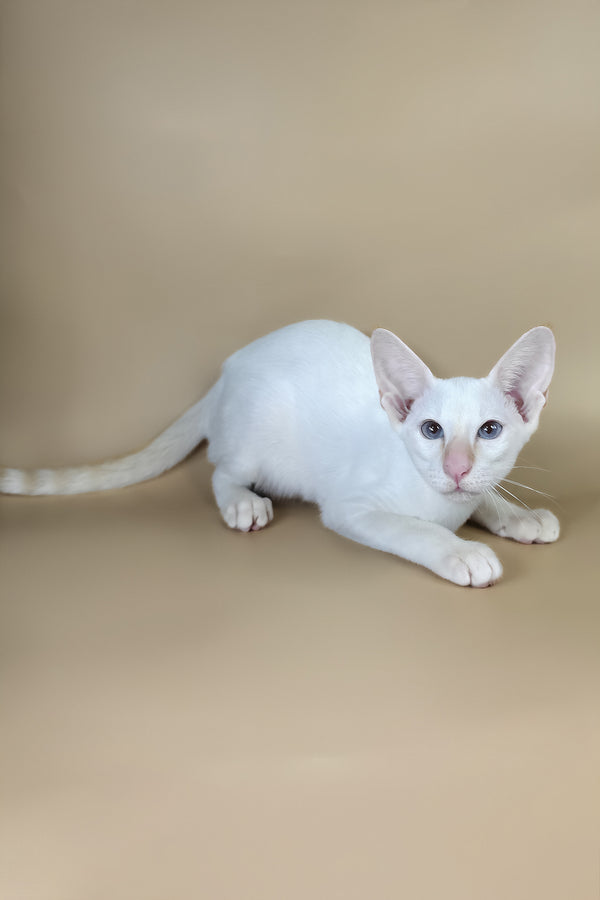 Eclair | Oriental Shorthair Kitten