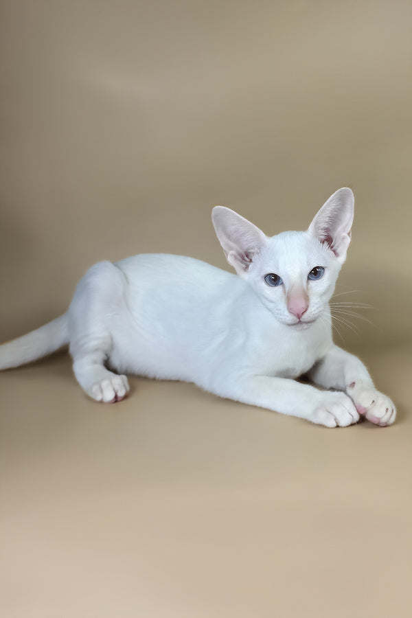 Eclair | Oriental Shorthair Kitten