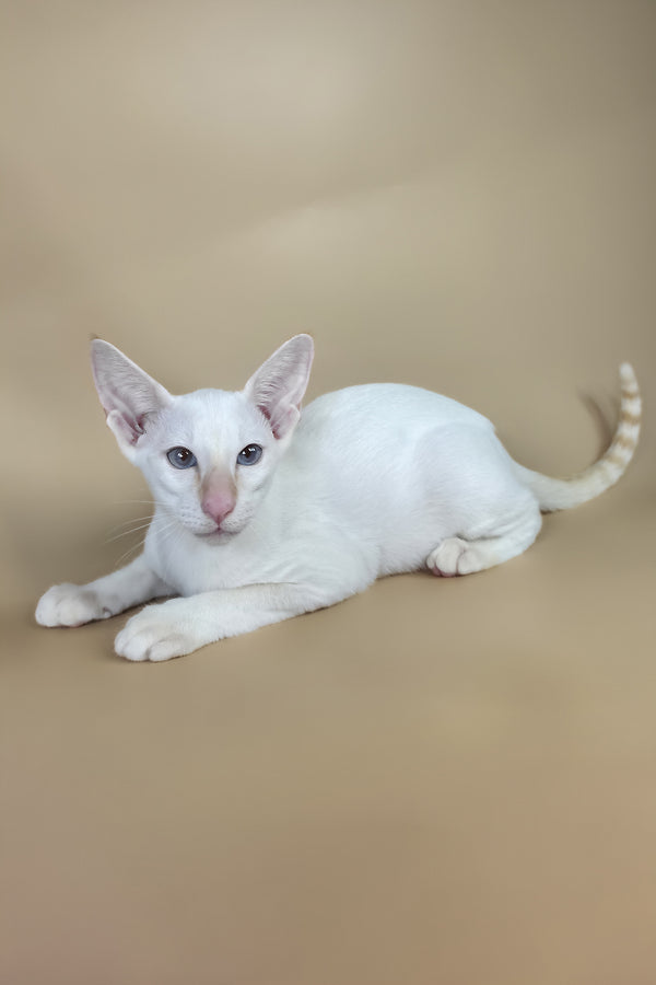 Eclair | Oriental Shorthair Kitten