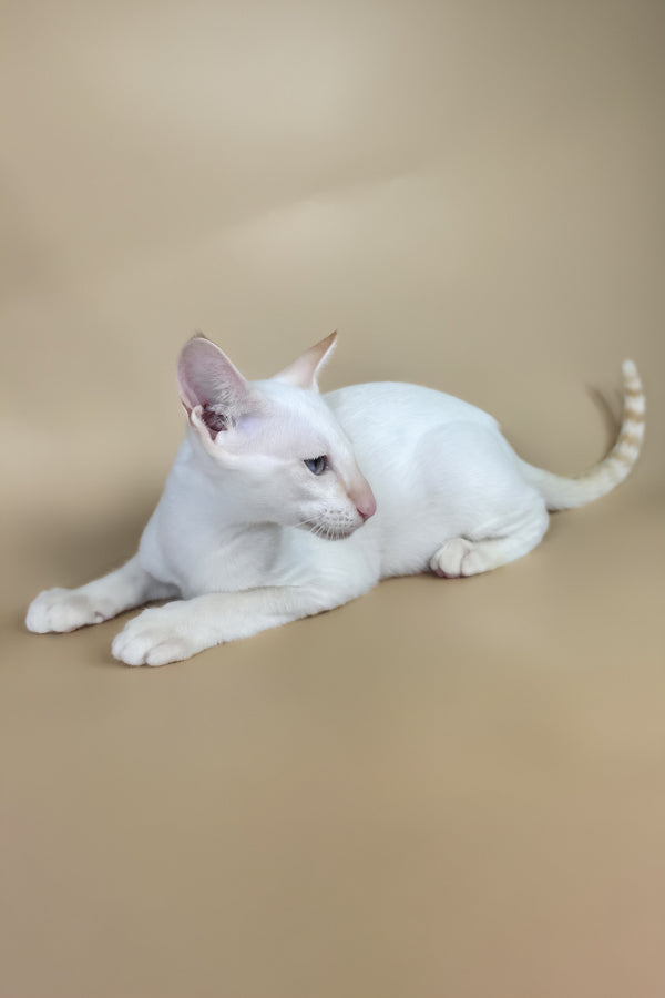 Eclair | Oriental Shorthair Kitten