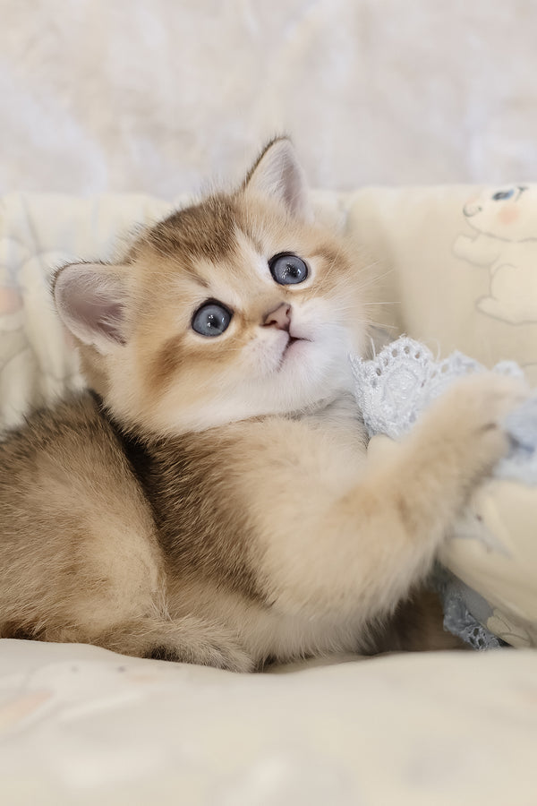 Eddie | Scottish Straight Kitten
