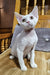 Edvin | Devon Rex Kitten