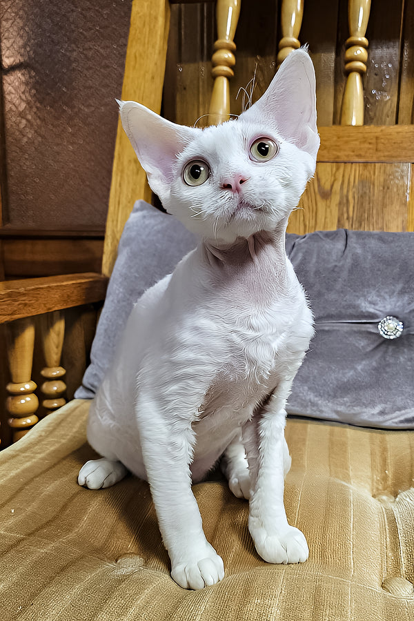 Edvin | Devon Rex Kitten