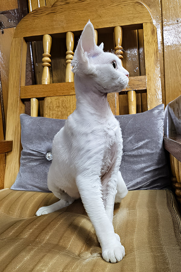 Edvin | Devon Rex Kitten