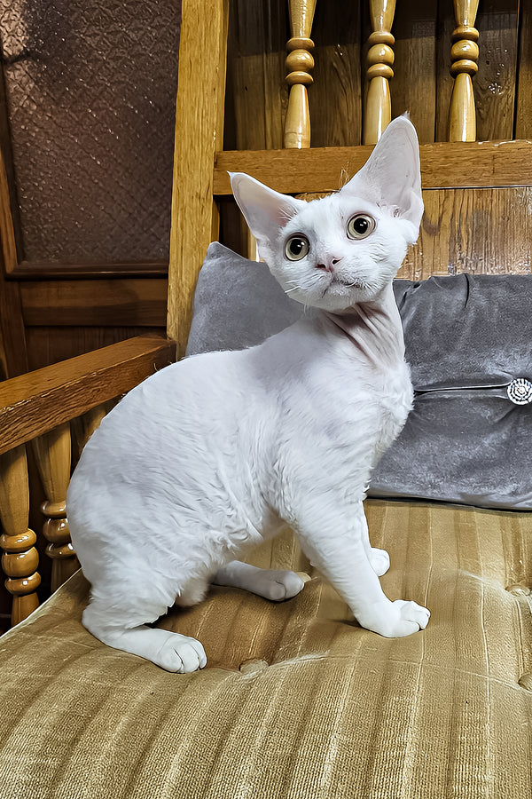 Edvin | Devon Rex Kitten