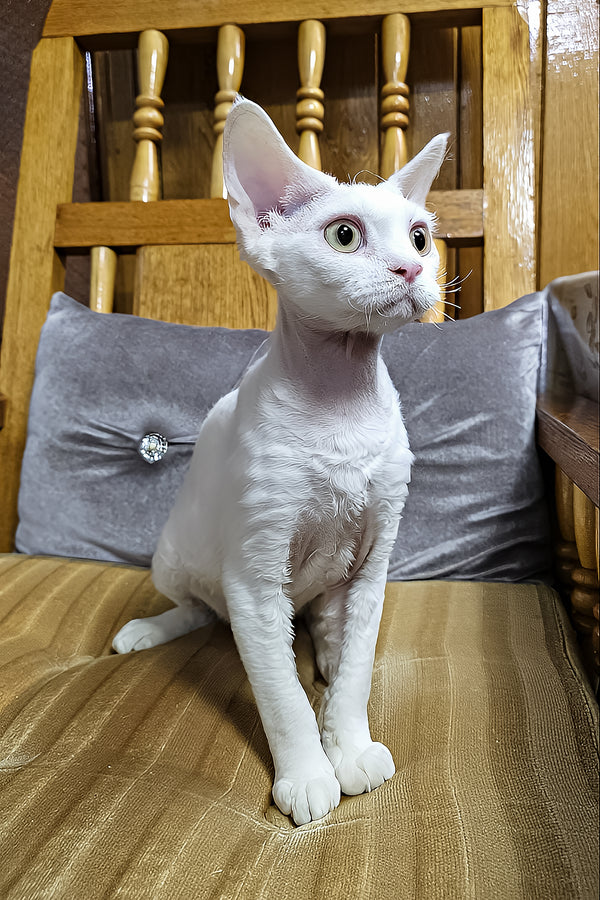 Edvin | Devon Rex Kitten