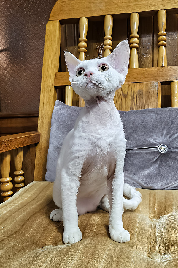 Edvin | Devon Rex Kitten