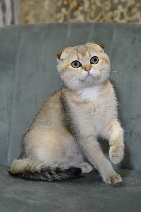 Elena | Scottish Fold Kitten