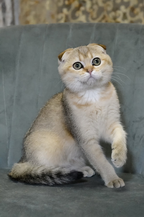 Elena | Scottish Fold Kitten