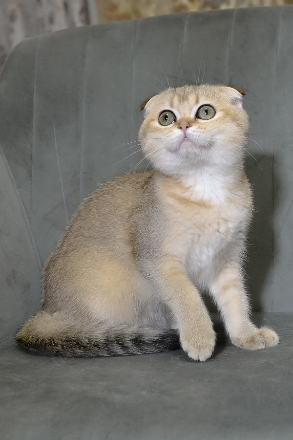 Elena | Scottish Fold Kitten