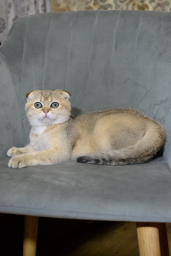 Elena | Scottish Fold Kitten