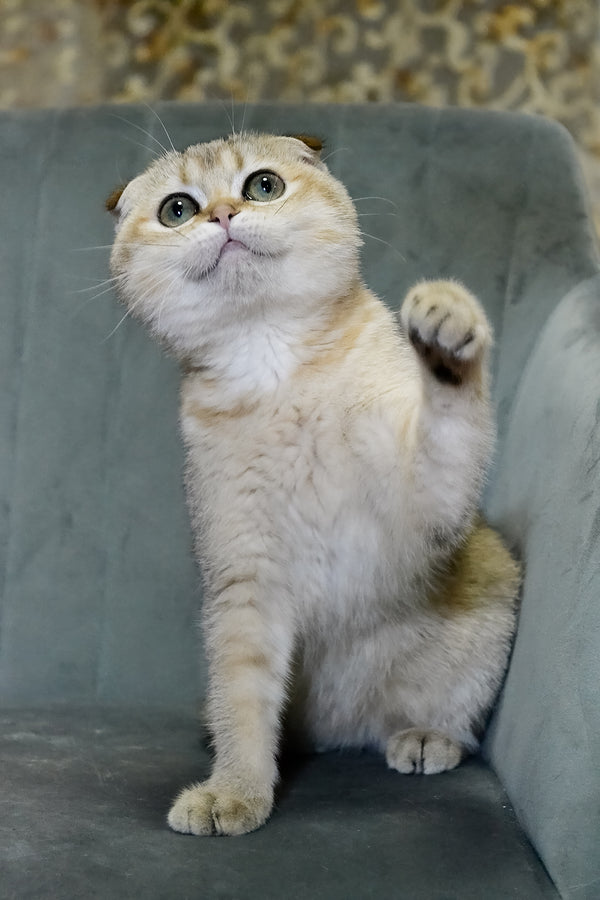 Elena | Scottish Fold Kitten