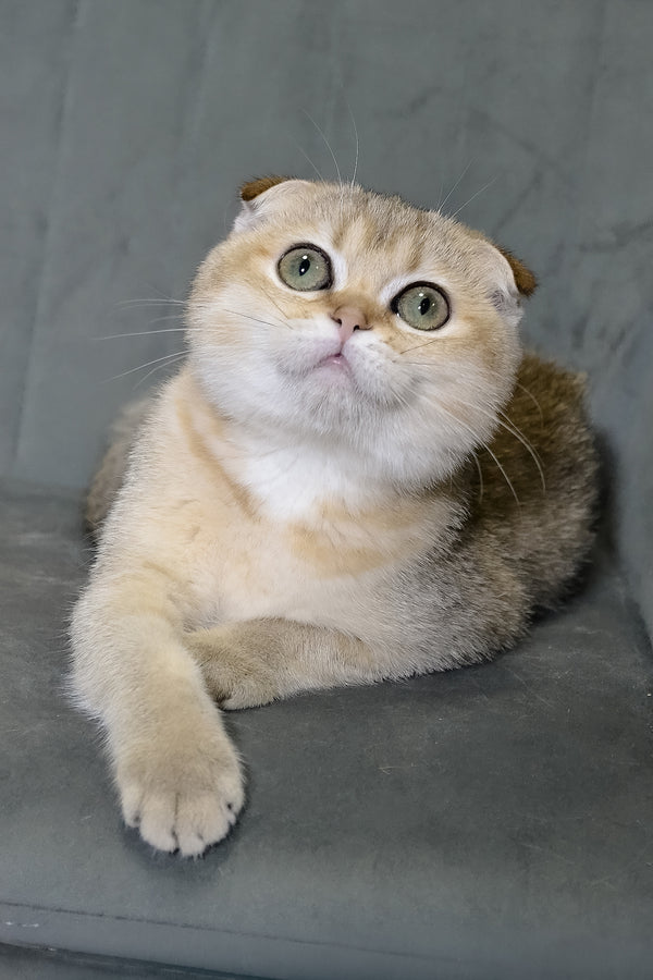 Elena | Scottish Fold Kitten