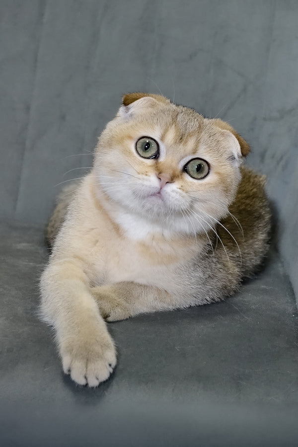Elena | Scottish Fold Kitten