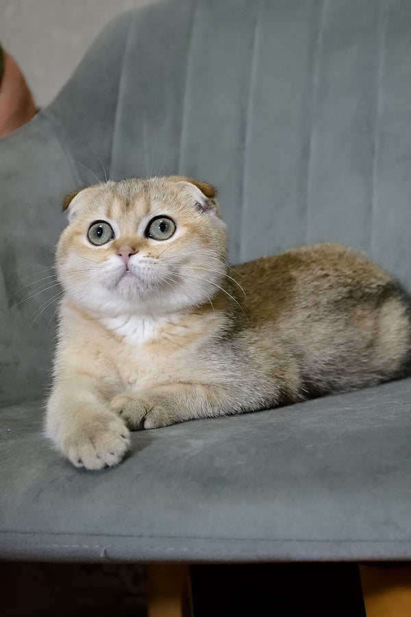 Elena | Scottish Fold Kitten