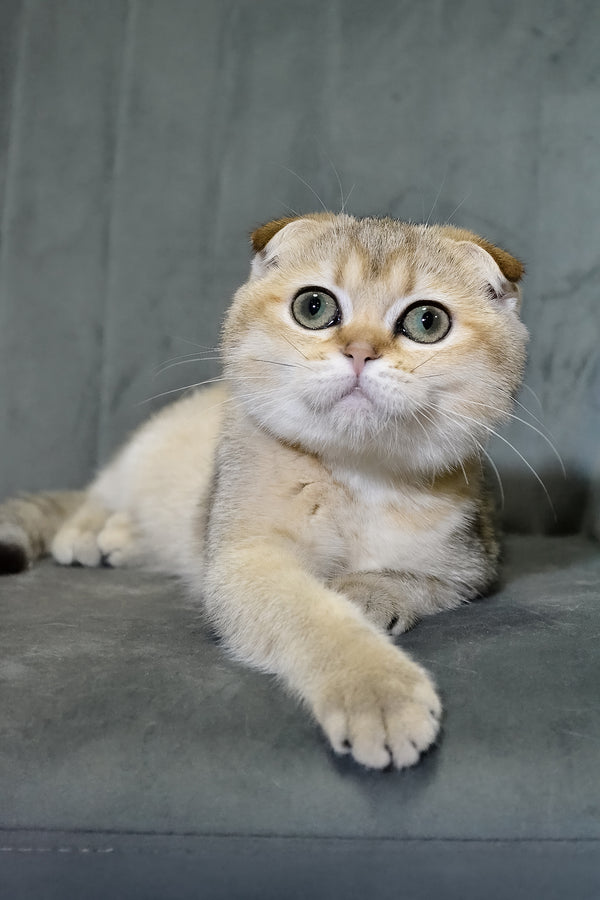Elena | Scottish Fold Kitten