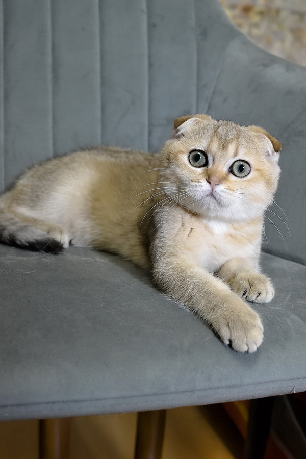 Elena | Scottish Fold Kitten