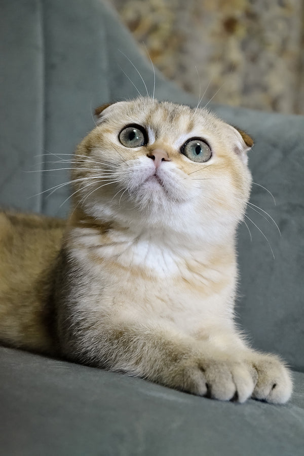 Elena | Scottish Fold Kitten