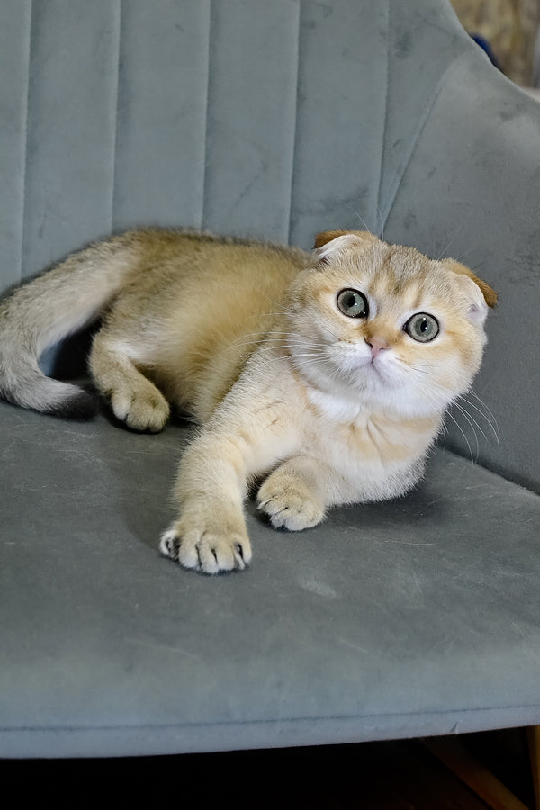 Elena | Scottish Fold Kitten