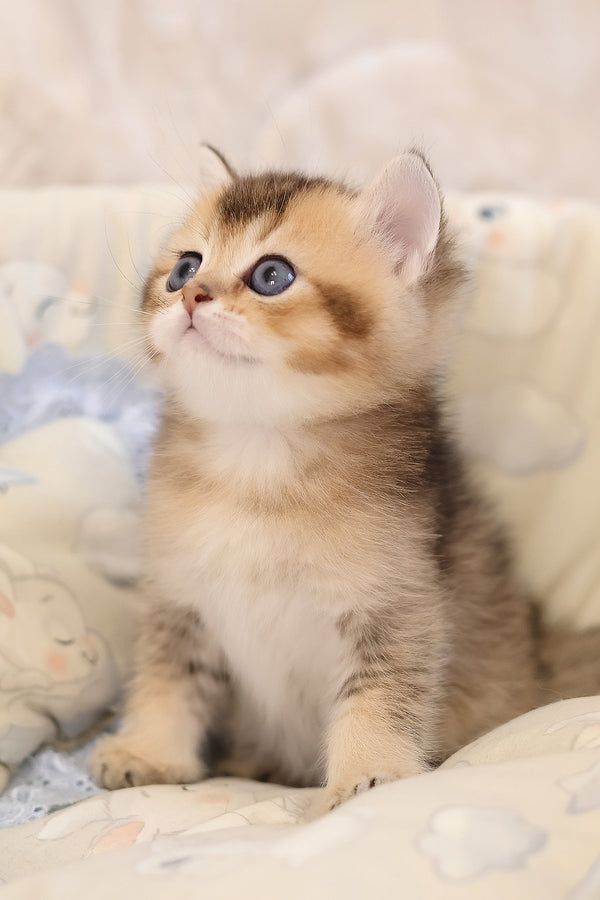 Eleon | Scottish Straight Kitten