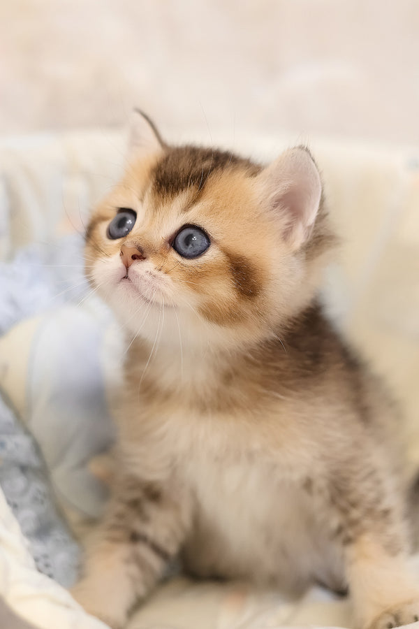 Eleon | Scottish Straight Kitten