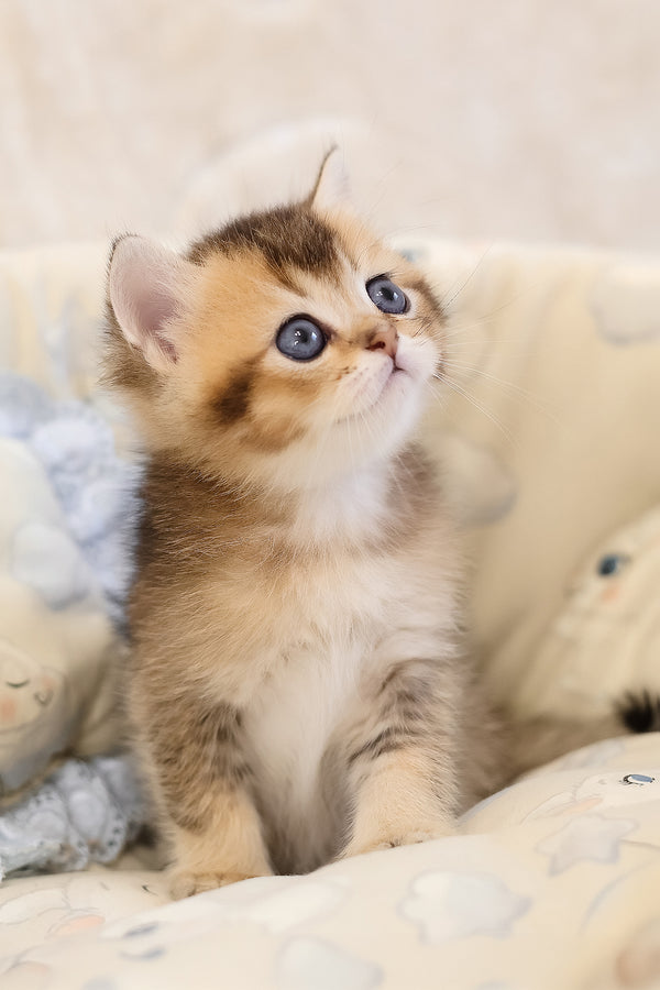 Eleon | Scottish Straight Kitten