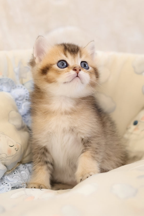Eleon | Scottish Straight Kitten