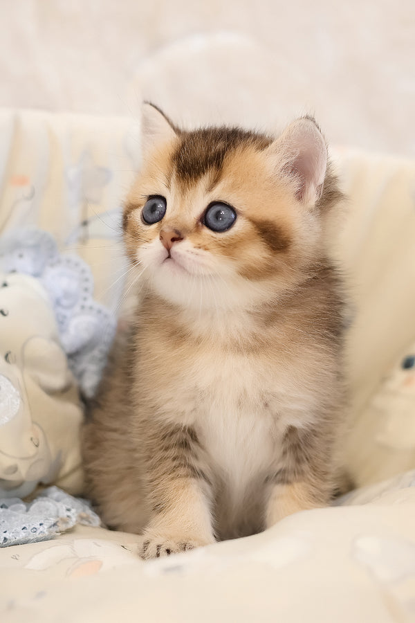 Eleon | Scottish Straight Kitten