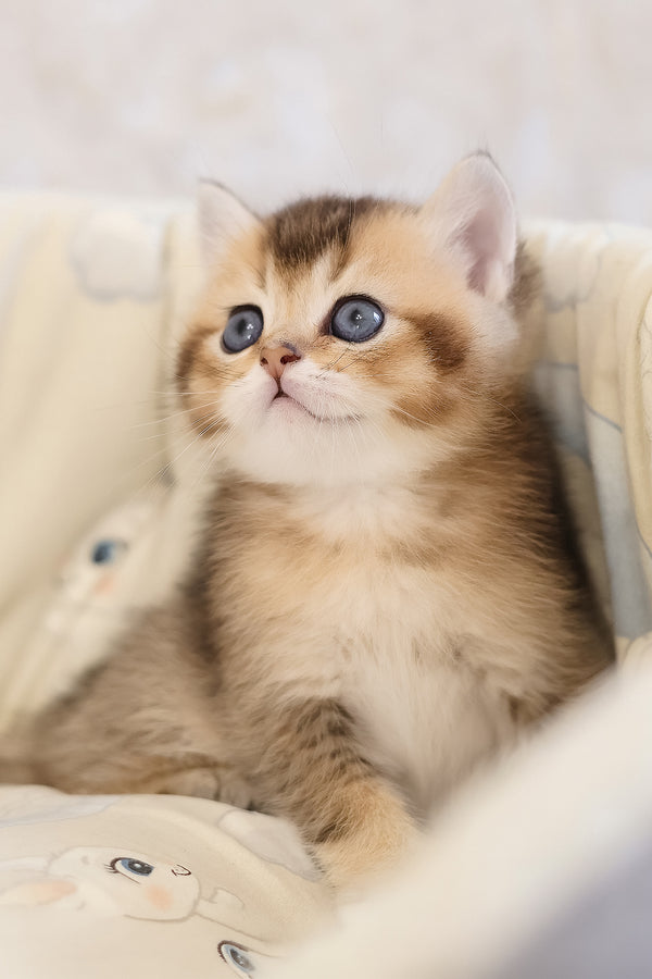 Eleon | Scottish Straight Kitten