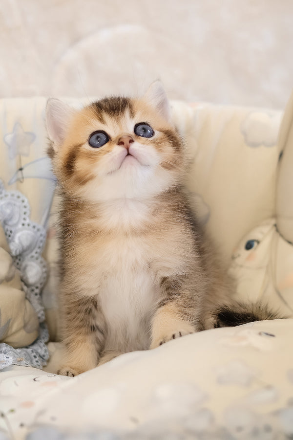 Eleon | Scottish Straight Kitten